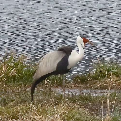 iNaturalist image