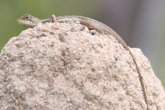 Diporiphora jugularis