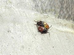 Elasmostethus nubilus