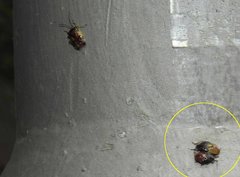 Elasmostethus nubilus