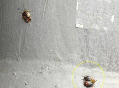 Elasmostethus nubilus