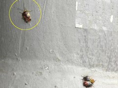 Elasmostethus nubilus