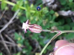 Silene aprica