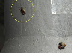 Elasmostethus nubilus