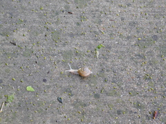 Otala lactea