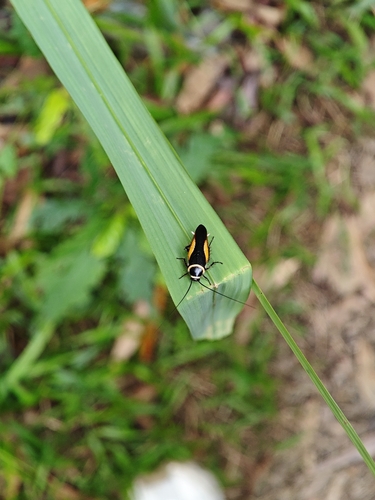 Hemithyrsocera vittata