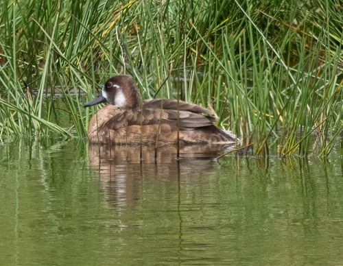 iNaturalist: (c) Christine Jacobs, some rights reserved (CC BY-NC), uploaded by Christine Jacobs iNaturalist image