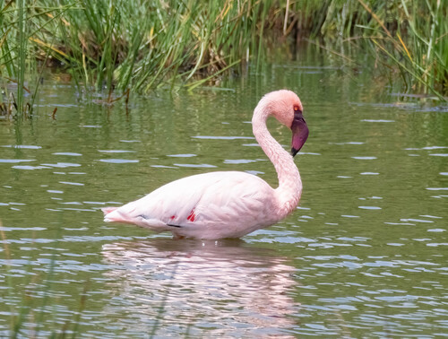 iNaturalist image