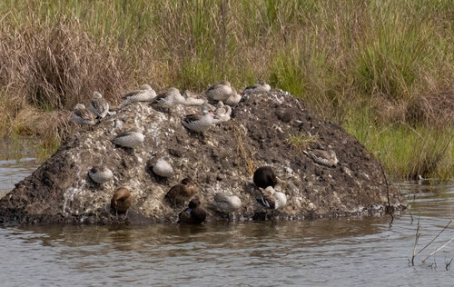 iNaturalist: (c) Christine Jacobs, some rights reserved (CC BY-NC), uploaded by Christine Jacobs iNaturalist image