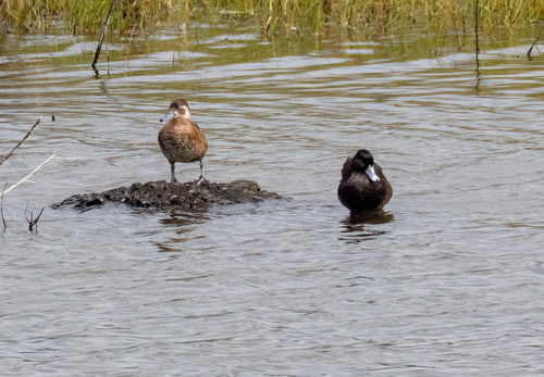 iNaturalist image