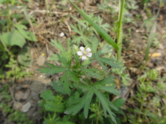 Geranium carolinianum
