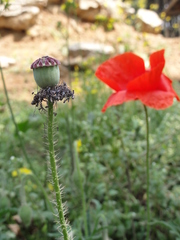 Papaver rhoeas