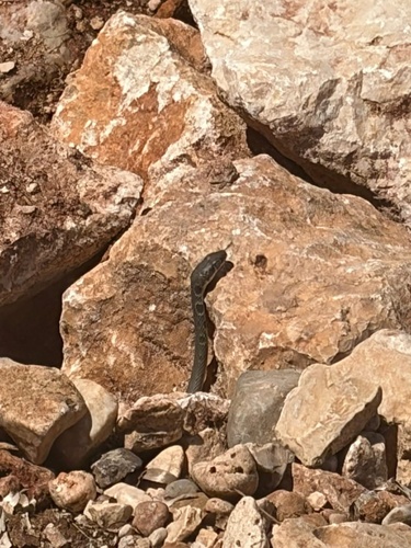 Dahl's Whip Snake