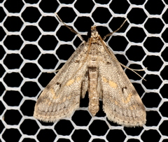 Parapoynx crisonalis
