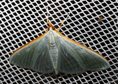 Stemorrhages amphitritalis