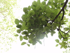 Celtis sinensis