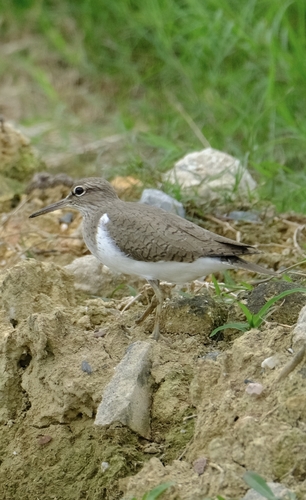 Common Sandpiper
