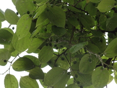 Celtis sinensis