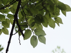Celtis sinensis