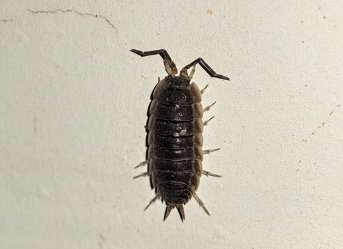 Mongoloniscus orientalis