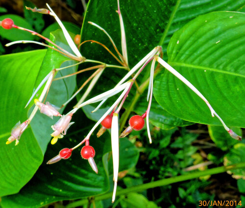 Marantochloa purpurea, photograph 4