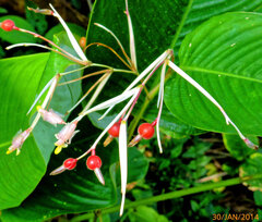 Marantochloa purpurea, photograph Philippe Hornus, CC BY, iNaturalist via GBIF