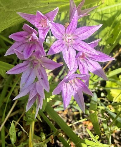 Allium unifolium, photograph 6