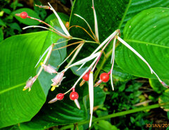 Marantochloa purpurea, photograph Philippe Hornus, CC BY, iNaturalist via GBIF