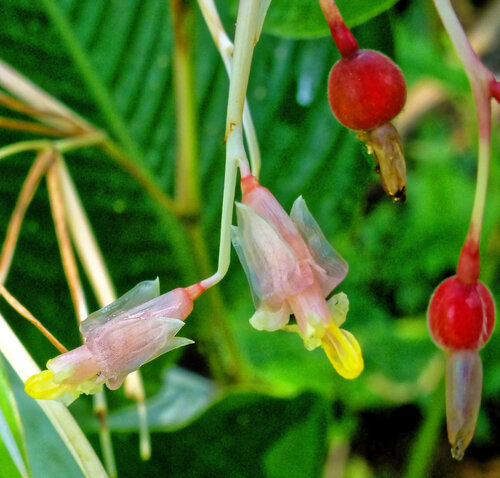 Marantochloa purpurea, photograph 6