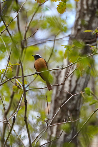 Daurian Redstart