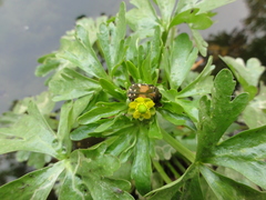 Ranunculus sceleratus