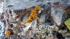 Teloschistes velifer