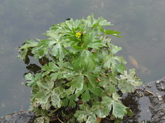 Ranunculus sceleratus