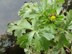 Ranunculus sceleratus