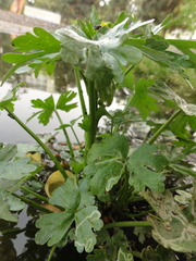 Ranunculus sceleratus
