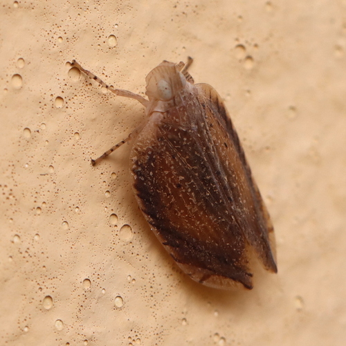 Lophops saccharicida, 2026-04-14