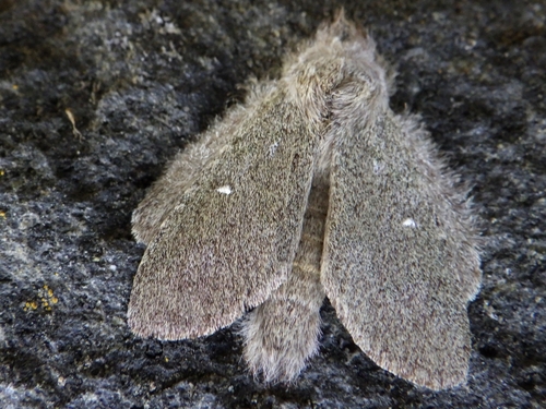 Desmeocraera