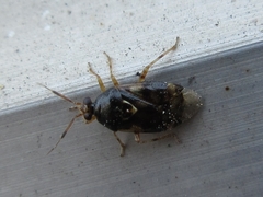Deraeocoris ulmi