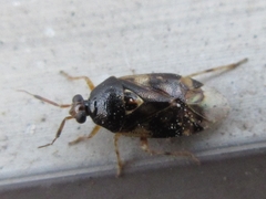 Deraeocoris ulmi
