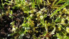 Cerastium holosteoides