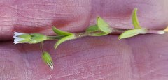 Cerastium holosteoides