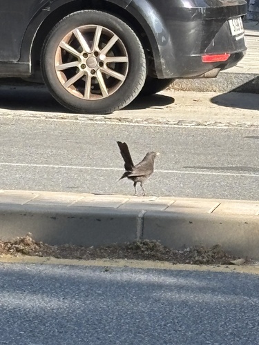 Avistamiento Turdus merula