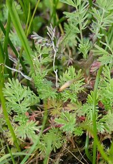 Sanguisorba occidentalis