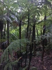 Cyathea rebeccae