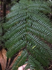 Cyathea rebeccae