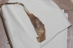 Callosamia promethea