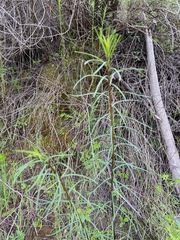 Asclepias fascicularis