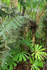 Lepidozamia hopei