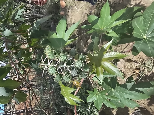 castor bean