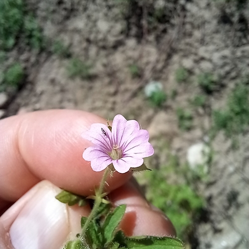 Spreading crane's-bill